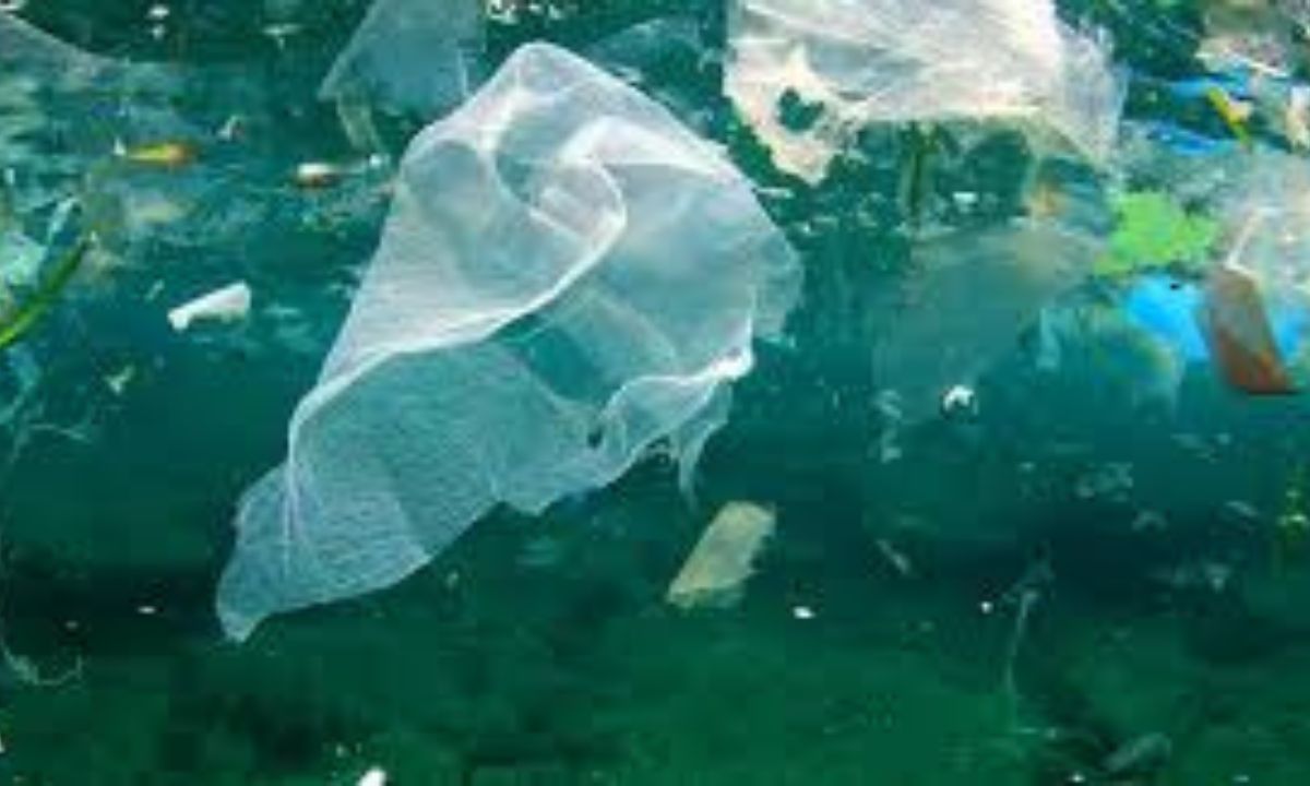 The Impact of Plastic Pollution on Our Oceans and How to Help